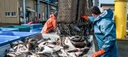 Close up of gloved hands picking fish out of a net